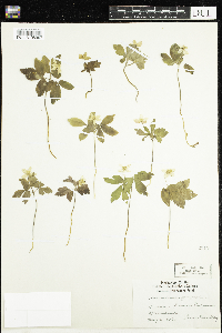 Anemone quinquefolia image