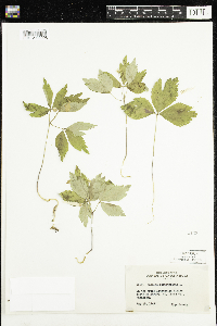 Anemone quinquefolia image