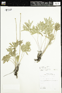 Anemone patens var. multifida image