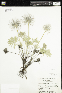 Anemone patens image
