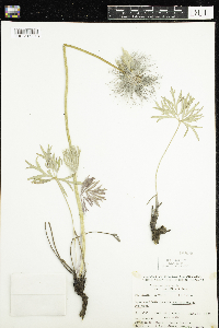 Anemone patens image