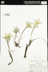 Anemone patens image