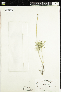 Anemone patens var. multifida image