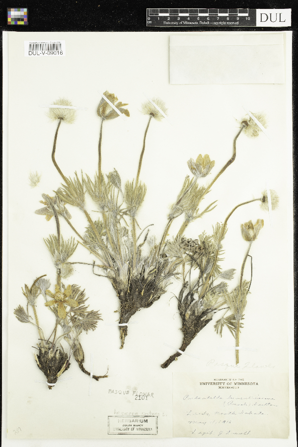 Anemone patens var. multifida image