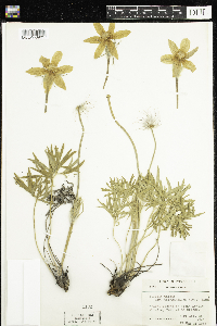 Anemone patens var. multifida image