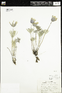 Anemone patens image