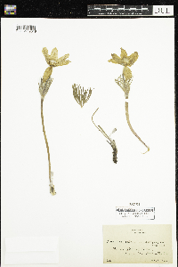 Anemone patens var. multifida image