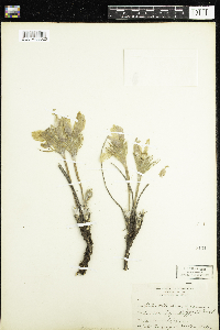 Anemone patens var. multifida image