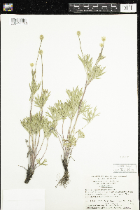 Anemone multifida image