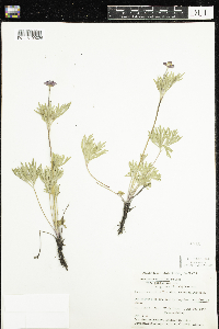 Anemone multifida image