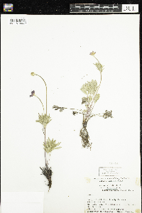 Anemone multifida image