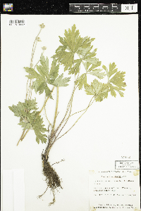 Anemone cylindrica image
