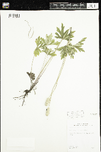 Anemone cylindrica image