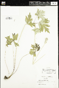 Anemone cylindrica image