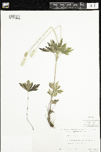 Anemone cylindrica image