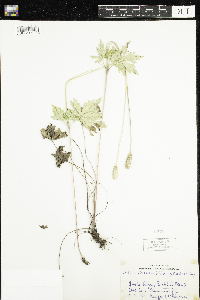 Anemone cylindrica image