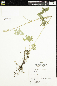 Anemone cylindrica image