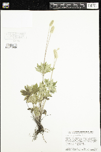 Anemone cylindrica image