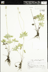 Anemone cylindrica image