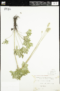 Anemone cylindrica image