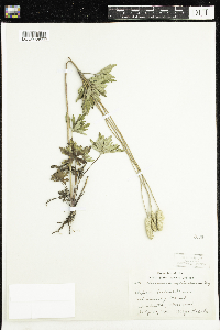Anemone cylindrica image