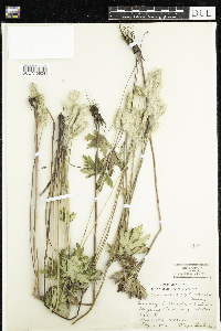 Anemone cylindrica image