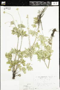 Anemone cylindrica image