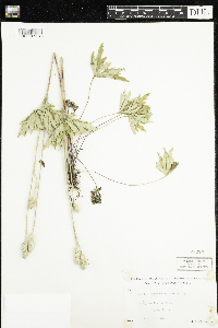 Anemone cylindrica image
