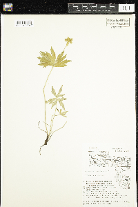 Anemone canadensis image