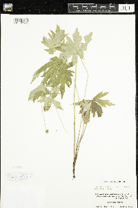 Anemone canadensis image