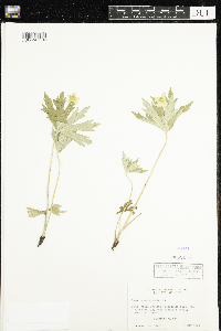 Anemone canadensis image