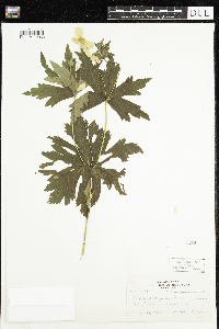 Anemone canadensis image