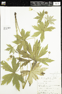 Anemone canadensis image