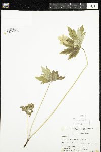 Anemone canadensis image