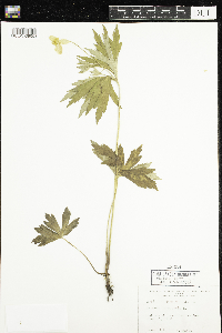 Anemone canadensis image