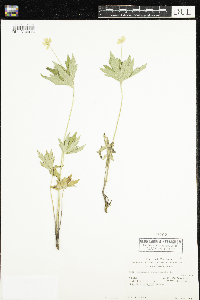 Anemone canadensis image