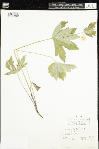 Anemone canadensis image
