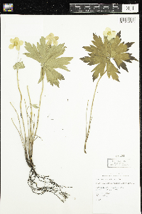 Anemone canadensis image
