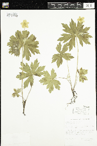 Anemone canadensis image
