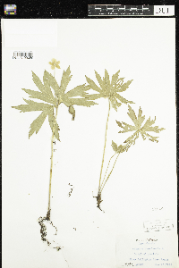 Anemone canadensis image