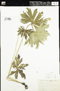 Anemone canadensis image