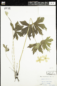 Anemone canadensis image