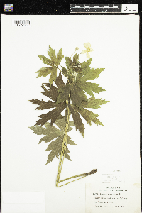 Anemone canadensis image