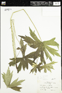 Anemone canadensis image