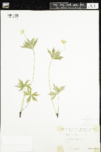Anemone canadensis image