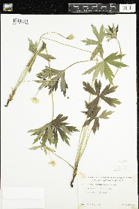Anemone canadensis image