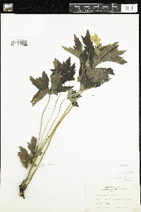 Anemone canadensis image