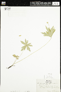 Anemone canadensis image