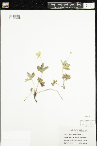 Anemone canadensis image