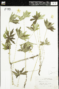 Anemone canadensis image